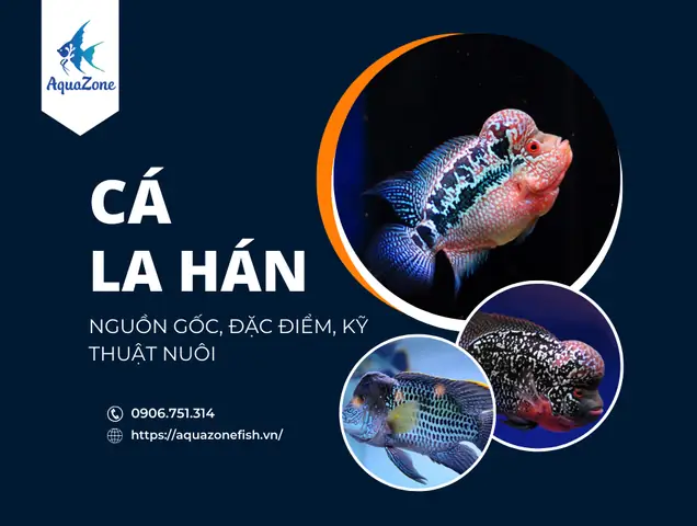 Cá La Hán - Nguồn Gốc, Đặc Điểm, Kỹ Thuật Nuôi Thành Công ... Cá La Hán - Nguồn Gốc, Đặc Điểm, Kỹ Thuật Nuôi Thành Công ...