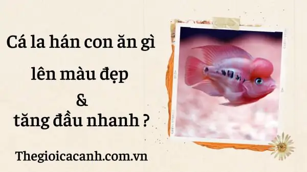 Cá La Hán Con Ăn Gì Giúp Lên Màu Đẹp Và Tăng Đầu Nhanh? Cá La Hán Con Ăn Gì Giúp Lên Màu Đẹp Và Tăng Đầu Nhanh?