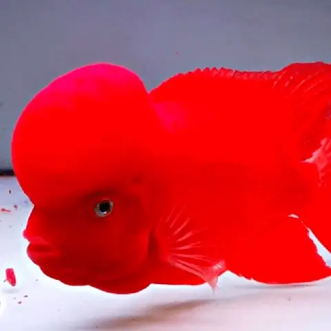 Cá La Hán Khỉ Đỏ Bột (super Red Monkey)