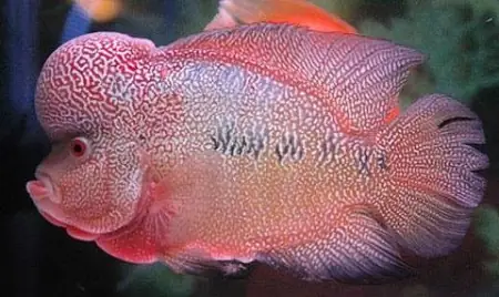 Cá La Hán Kim Cương - Vi Sinh Cá Cảnh Aquarium Care