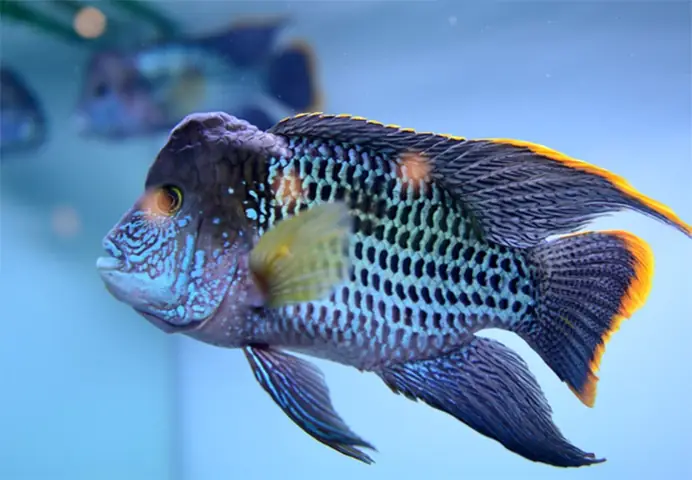 Cá La Hán Kim Cương Xanh Đẹp Và Huyền Bí - Cakienghoanglam ...