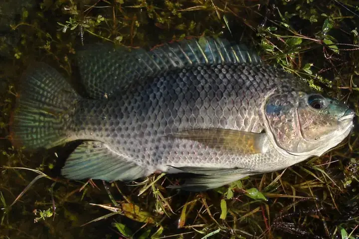 Cá La Hán Lai Rô Phi: Đặc Điểm, Cách Nuôi & Điều Cần Biết ... Cá La Hán Lai Rô Phi: Đặc Điểm, Cách Nuôi & Điều Cần Biết ...