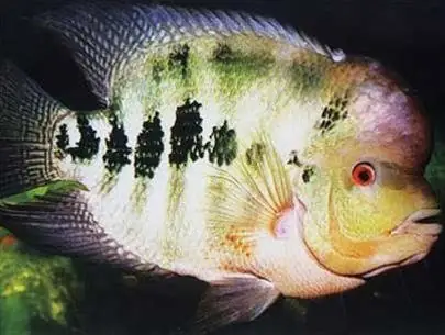 Kiểm Tra Tình Trạng Sức Khỏe Của Cá Kiểm Tra Tình Trạng Sức Khỏe Của Cá