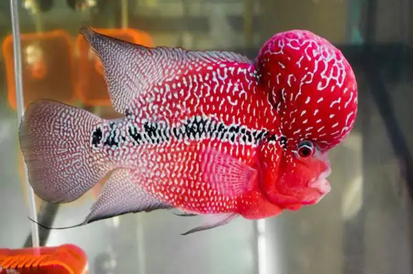 Giá Bán Và Địa Chỉ Mua Cá La Hán Nhỏ Giá Bán Và Địa Chỉ Mua Cá La Hán Nhỏ