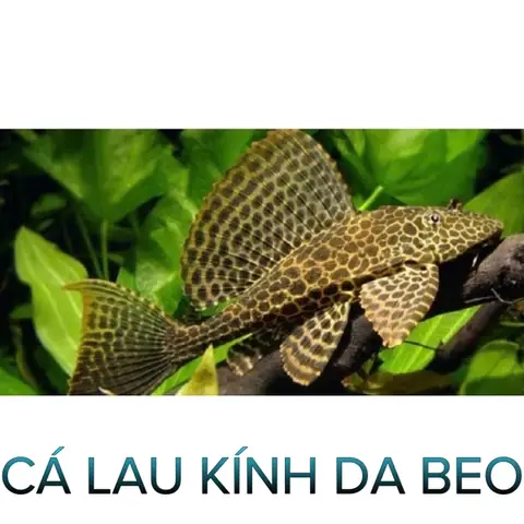 Cá Lau Kính Da Beo- Cá Dọn Bể- Cá Thủy Sinh- Cá Cảnh Thiên ...