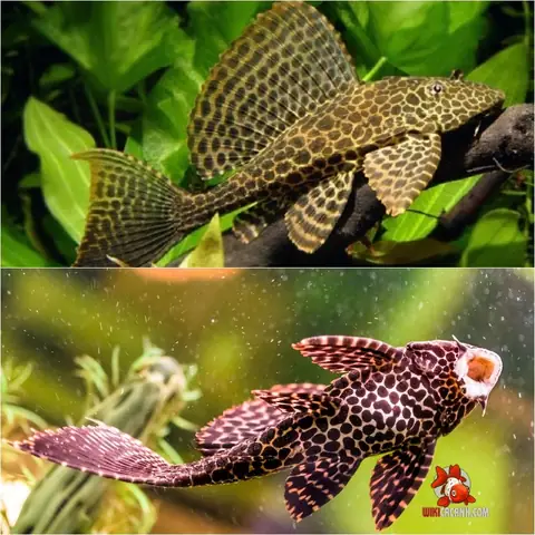 Cá Tỳ Bà Beo (lau Kiếng Da Beo)