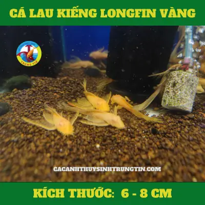 Cá Lau Kiếng Longfin Vàng - Cá Cảnh Thủy Sinh Trung Tín Cá Lau Kiếng Longfin Vàng - Cá Cảnh Thủy Sinh Trung Tín