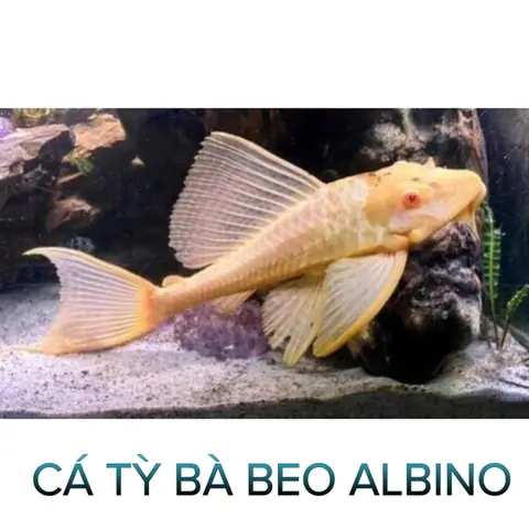 Cá Lau Kính Albino- Cá Dọn Bể- Cá Cảnh Thiên Phước Cá Lau Kính Albino- Cá Dọn Bể- Cá Cảnh Thiên Phước