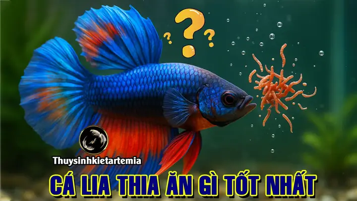 Cá Lia Thia Ăn Gì Tốt? Nên Cho Cá Lia Thia Con Ăn Gì?