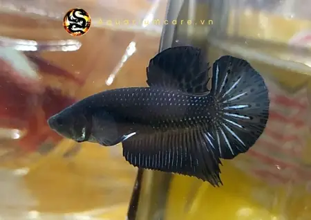 Cá Lia Thia Đá - Vi Sinh Cá Cảnh Aquarium Care