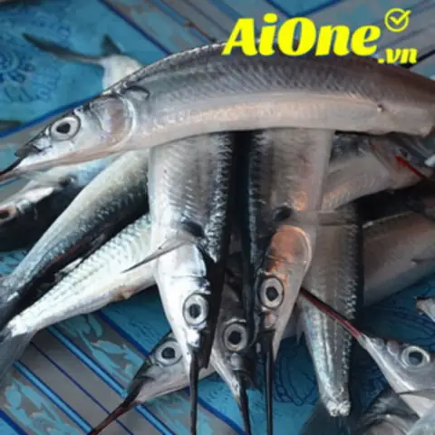 Cá Kìm Biển Giá Bao Nhiêu Tiền? Mua Ở Đâu Bán Giá Rẻ? Món Ngon?