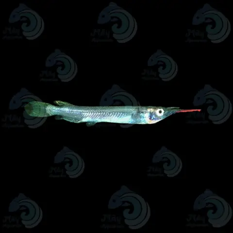 Cá Lìm Kìm – Mayaqua