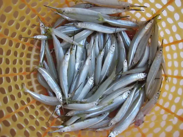 Ăn Cá Lìm Kìm Kho Nghệ Miệt Đồng - Tuổi Trẻ Online