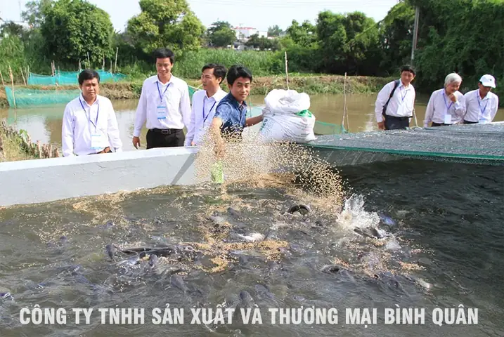 Nuôi Cá Lóc Cho Ăn Gì ? Kỹ Thuật Nuôi Cá Lóc Trong Ao Đất Và Trong Bể