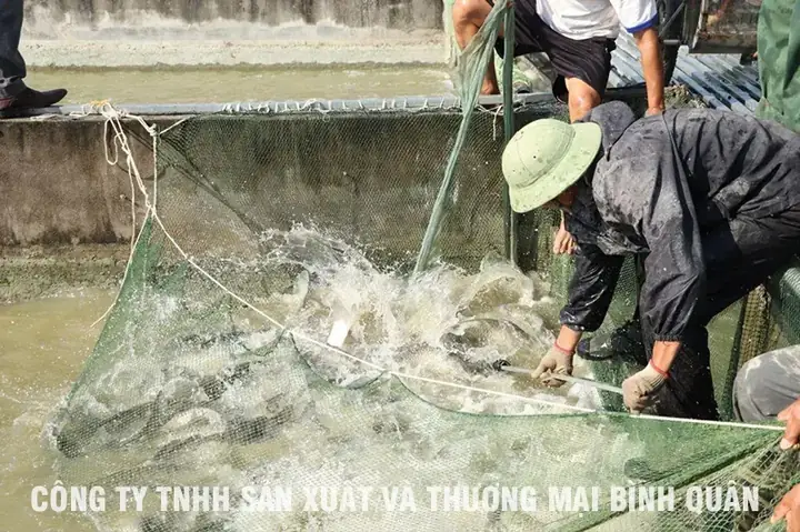 Kỹ Thuật Nuôi Cá Lóc Trong Ao Đất