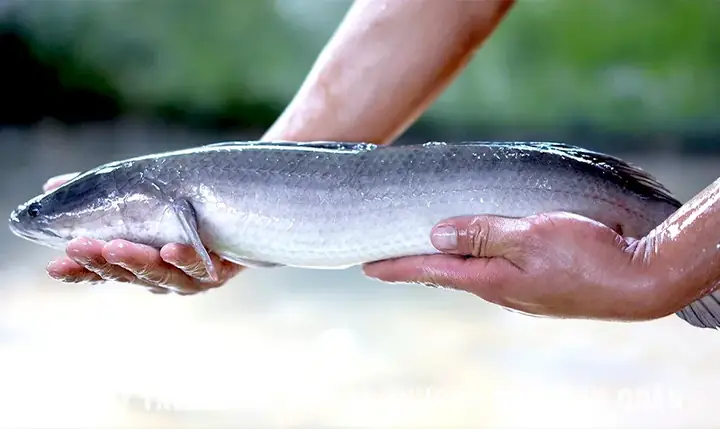 Đặc Điểm Cá Lóc