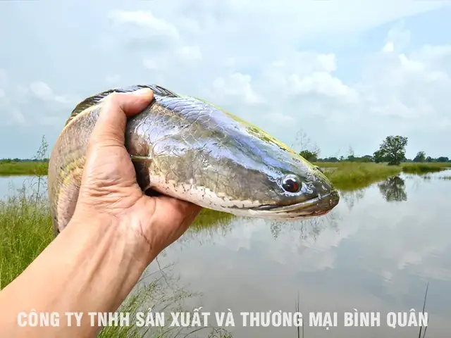 Chăm Sóc Và Quản Lý