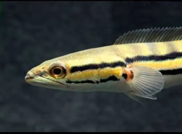 Cá Lóc Bông Thái