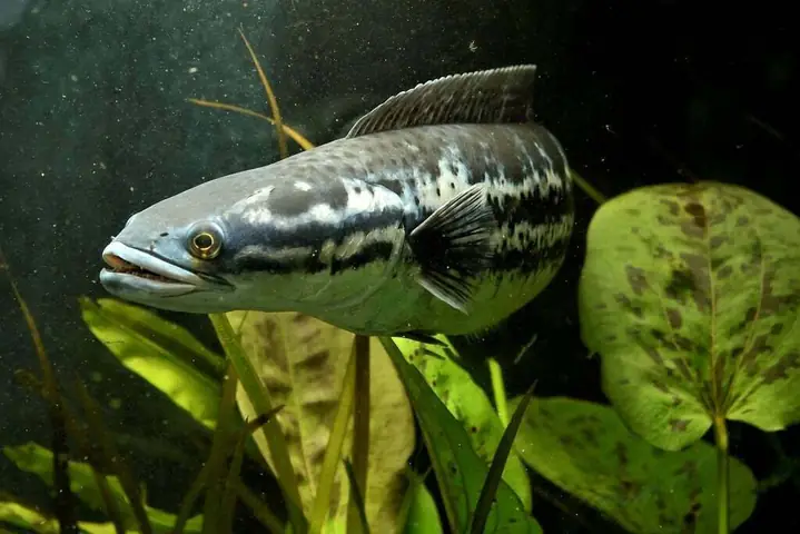 Cá Lóc Bông Thái