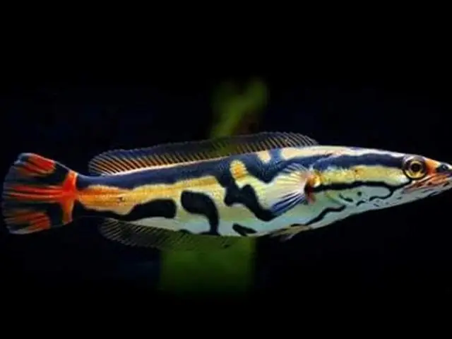 Cá Lóc Bông Thái