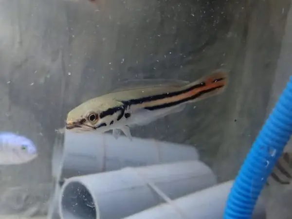 Cá Lóc Bông Thái