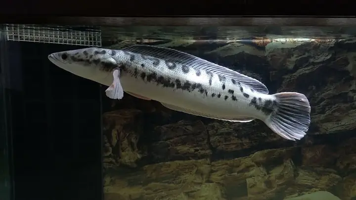 Cá Lóc Bông Thái