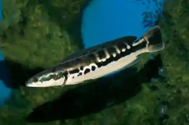 Cá Lóc Bông Thái