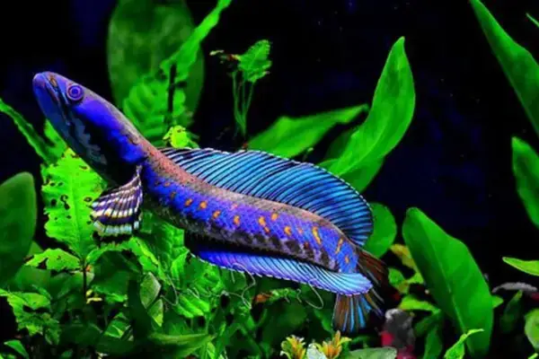 Cá Lóc Cảnh Nuôi Cộng Đồng: Hướng Dẫn Chi Tiết Từ A Đến Z ...