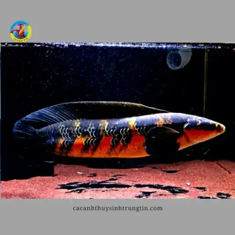 Mua Cá Lóc Cảnh Hà Nội: Hướng Dẫn Chi Tiết & Địa Chỉ Uy Tín ...