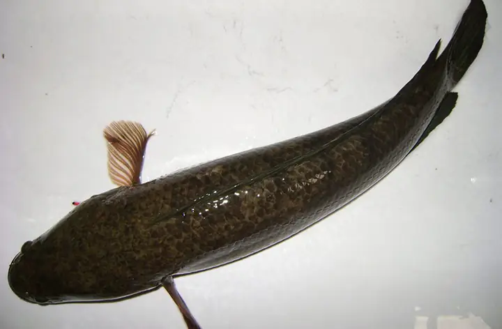 Cá Lóc Có Độc Không? Phân Biệt Giữa Cá Lóc Và Cá Nóc