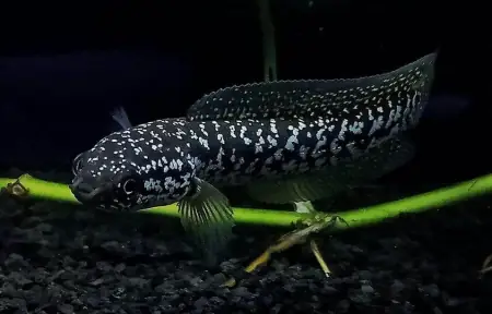 Cá Lóc Cảnh Trân Châu Đen - Vi Sinh Cá Cảnh Aquarium Care