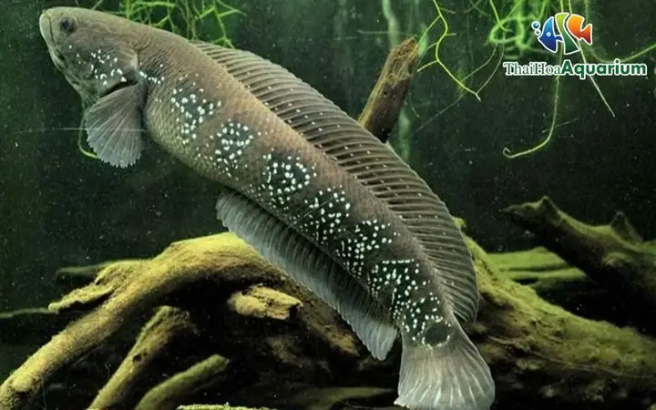 Đặc Điểm Nổi Bật Của Cá Lóc Trân Châu Đen: