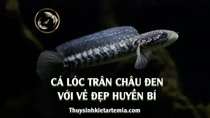 [cá Lóc Trân Châu Đen] Max Size Mang Vẻ Đẹp Huyền Bí