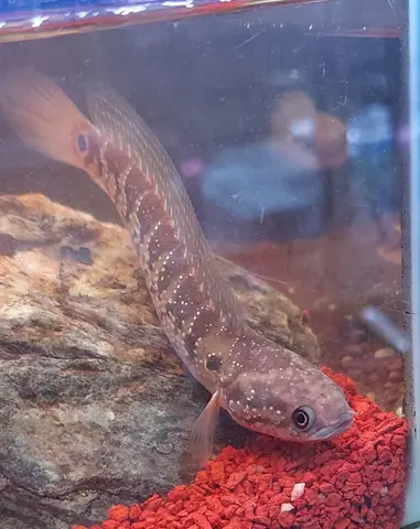 Cá Lóc Trân Châu Đẹp - Cách Nuôi & Chăm Sóc A-z Cá Lóc Trân Châu Đẹp - Cách Nuôi & Chăm Sóc A-z