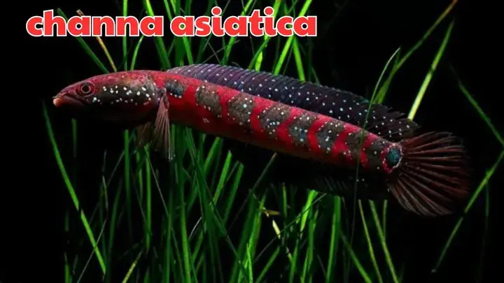 Cá Lóc Trân Châu Đỏ: Hướng Dẫn Nuôi Và Chăm Sóc Chi Tiết ... Cá Lóc Trân Châu Đỏ: Hướng Dẫn Nuôi Và Chăm Sóc Chi Tiết ...