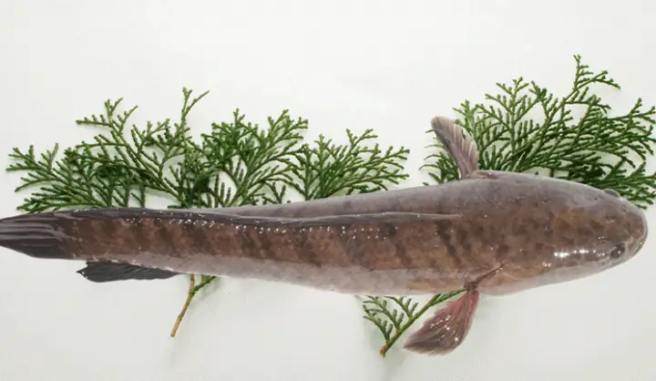 Phân Biệt Cá Lóc Việt Nam Và Trung Quốc Phân Biệt Cá Lóc Việt Nam Và Trung Quốc