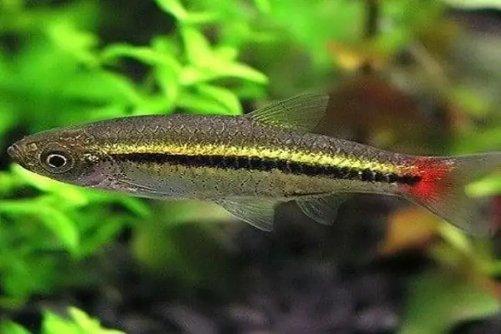 Cá Lòng Tong Đuôi Đỏ Cá Lòng Tong Đuôi Đỏ