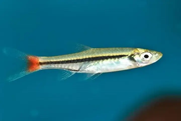 Đặc Điểm Cá Lòng Tong Đặc Điểm Cá Lòng Tong