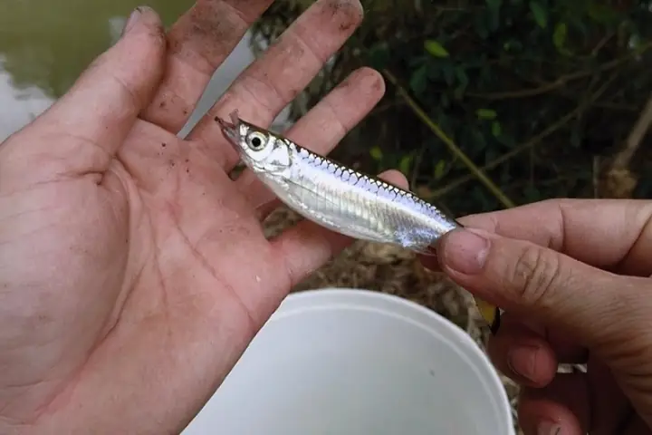 Cá Lòng Tong Là Loại Cá Gì? Cá Lòng Tong Là Loại Cá Gì?