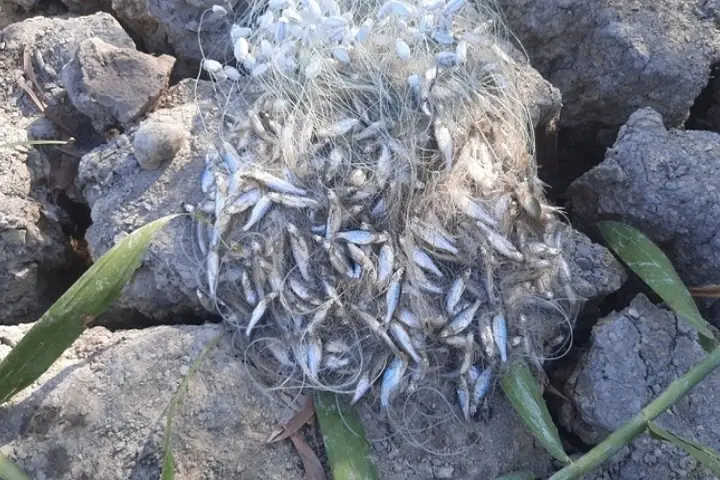 Cá Lòng Tong Sống Ở Môi Trường Nào Cá Lòng Tong Sống Ở Môi Trường Nào