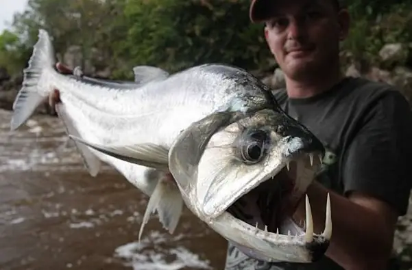 Khám Phá Loài Cá Ma Cà Rồng Gớm Ghiếc, Có Nanh Dài 15cm | Báo ...