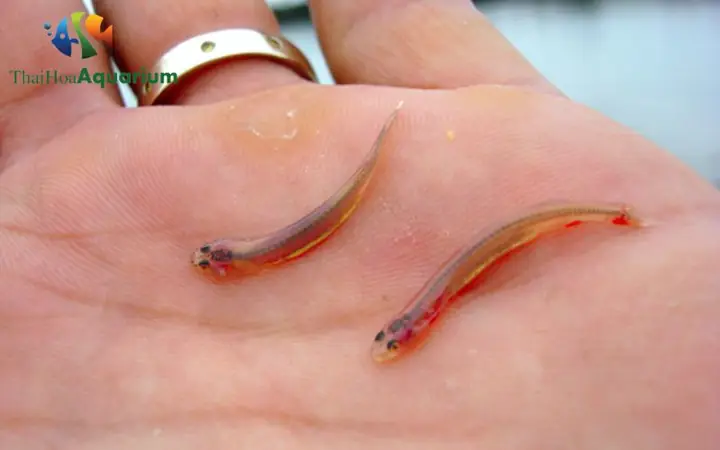 Mô Tả Đặc Điểm Về Candiru Vampiro