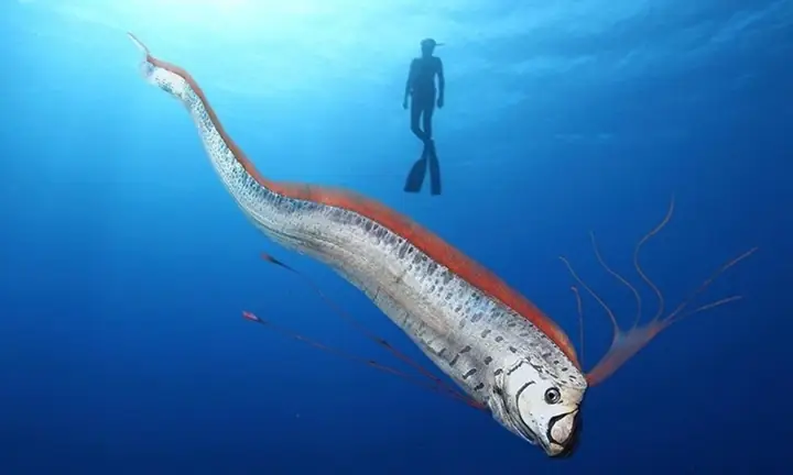 Loài Cá Khổng Lồ Được Ví Như Điềm Báo Động Đất - Báo Vnexpress