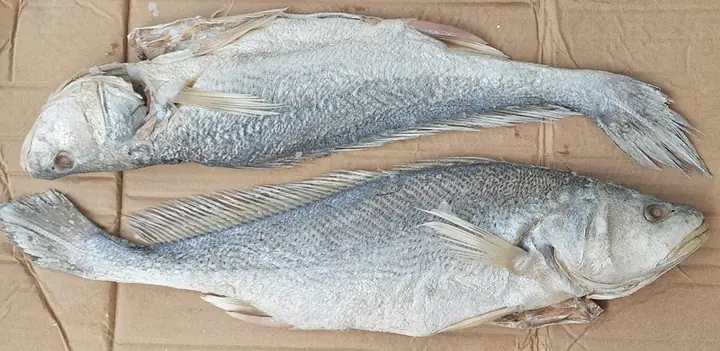 Cá Mặn Là Cá Gì, Cá Muối Biển, Cá Khô Mặn, Cá Mặn Tphcm, Bán Cá Mặn Cá Mặn Là Cá Gì, Cá Muối Biển, Cá Khô Mặn, Cá Mặn Tphcm, Bán Cá Mặn