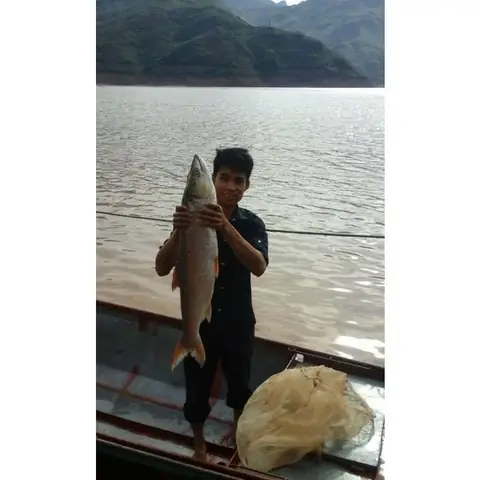 Cá Măng - Cleverfood Bán Cá Măng Sông Đà To Nhất Hà Nội ...