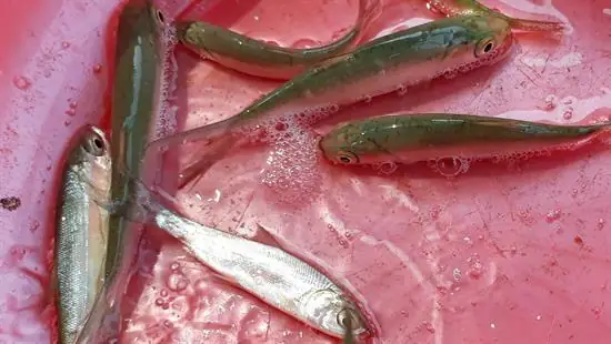 Cá Măng Giống Chất Lượng - Cá Giống Trường Phát - Tp Aqua Group