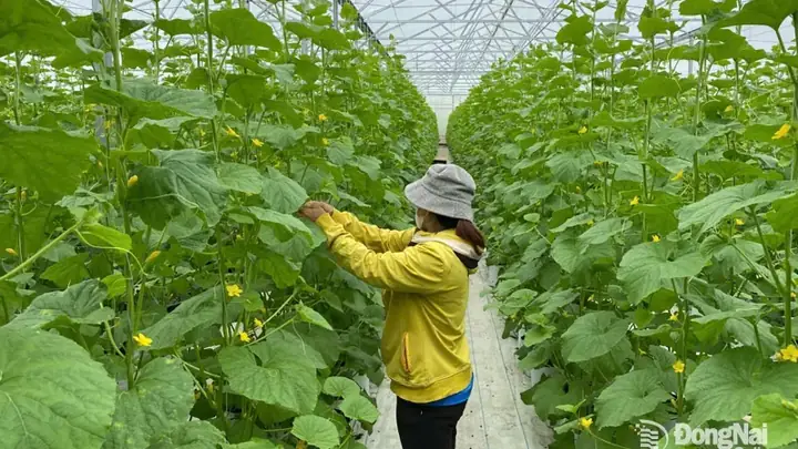 Những Mùa Săn Bắt Loài “cọp Nước”...