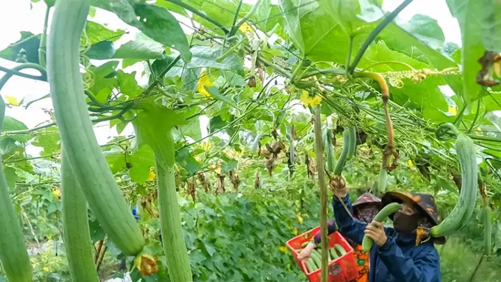 Khi Cá Mạnh Thì Người... Thua!