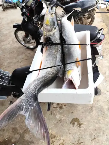 Những Mùa Săn Bắt Loài “cọp Nước”...