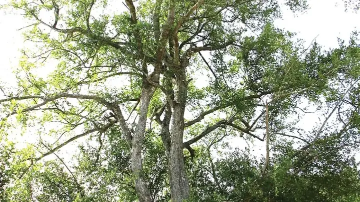 Những Mùa Săn Bắt Loài “cọp Nước”...